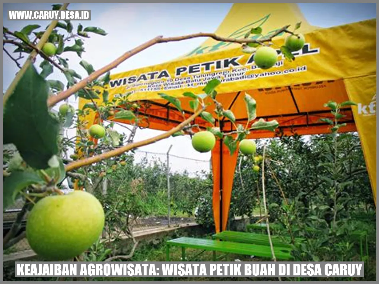 Wisata Petik Buah di Desa Caruy