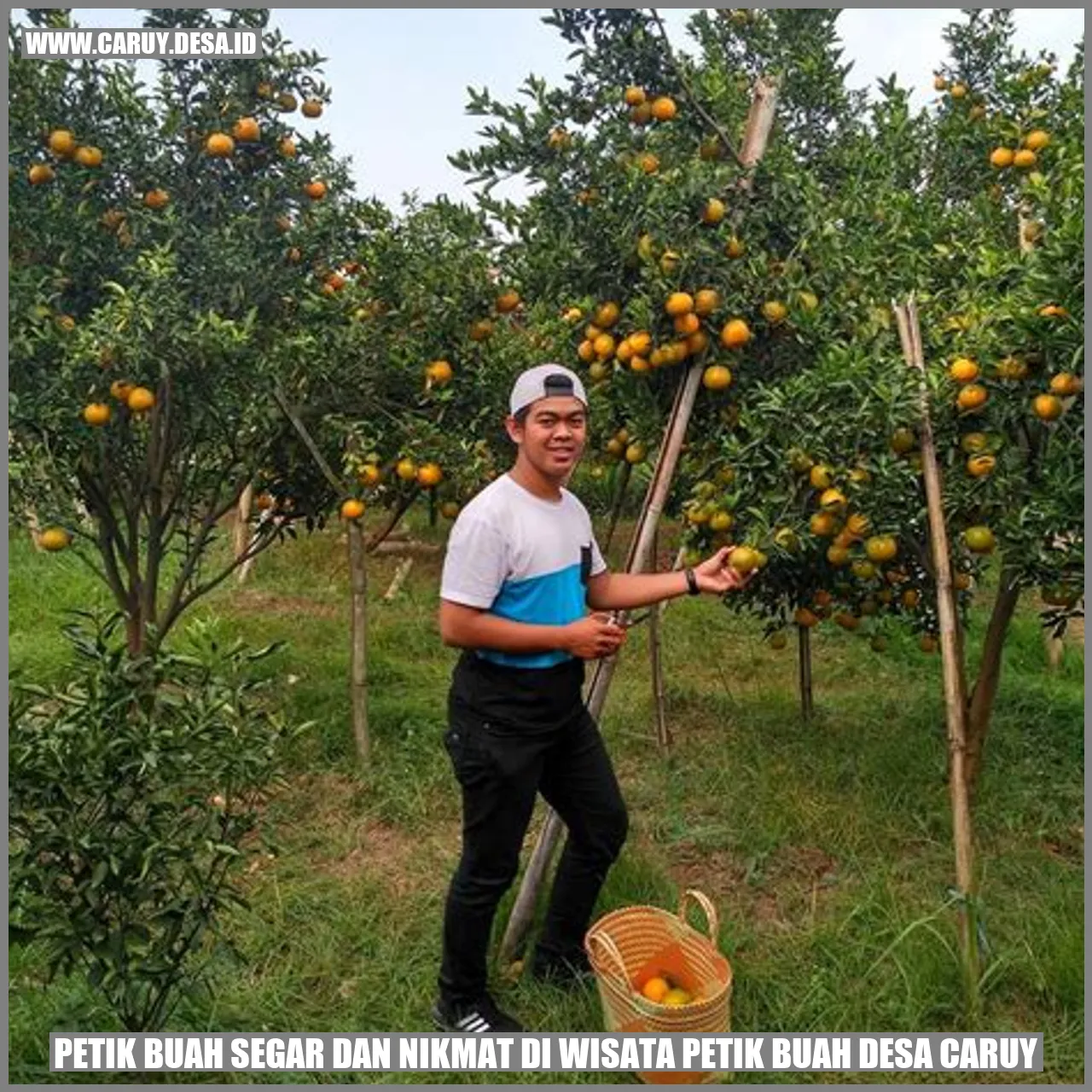 Petik Buah Segar dan Nikmat di Wisata Petik Buah Desa Caruy